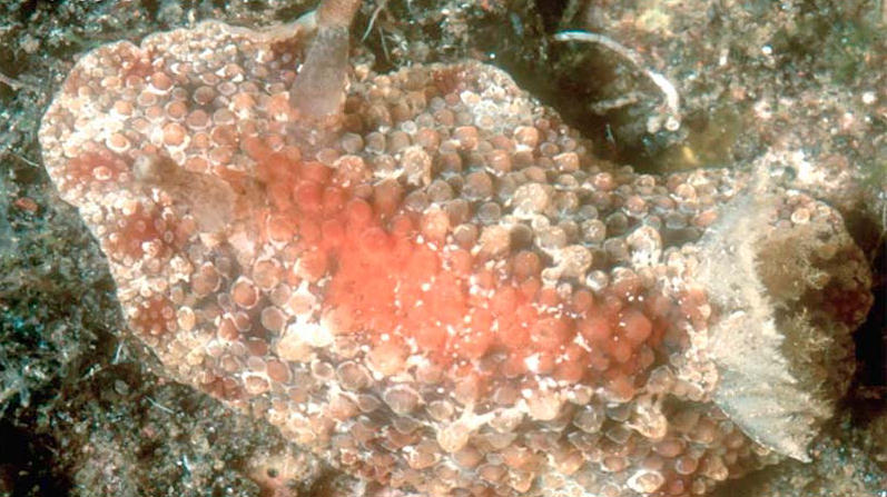 Hoplodoris flammea